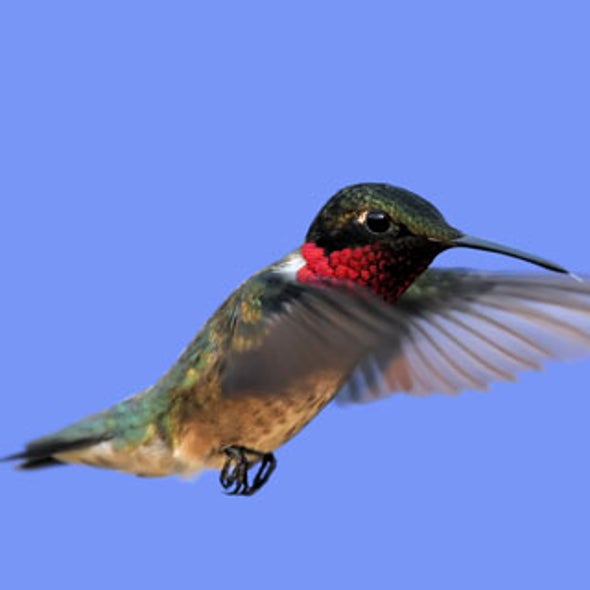 Song-Learning Birds Shed Light on Our Ability to Speak