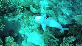 An Agile Robotic Fish Swims into New Waters