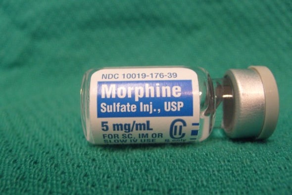 Yeast Coaxed to Make Morphine