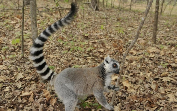 Male Lemurs Are Masters of Musk