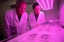 Scientists Sprout First-Ever Seedlings in Apollo Moon Dirt