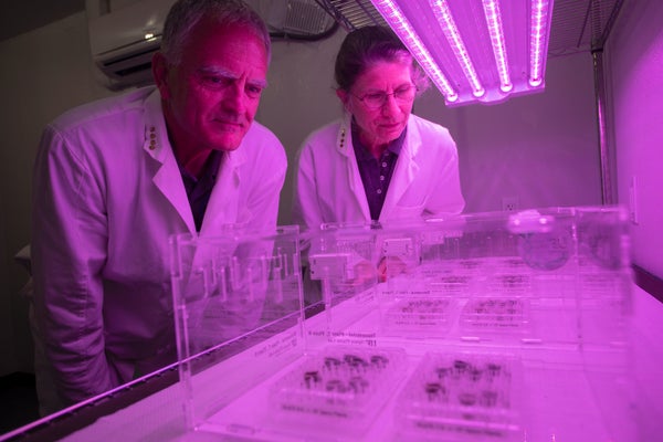 Two scientists overlook tiny plant specimens.