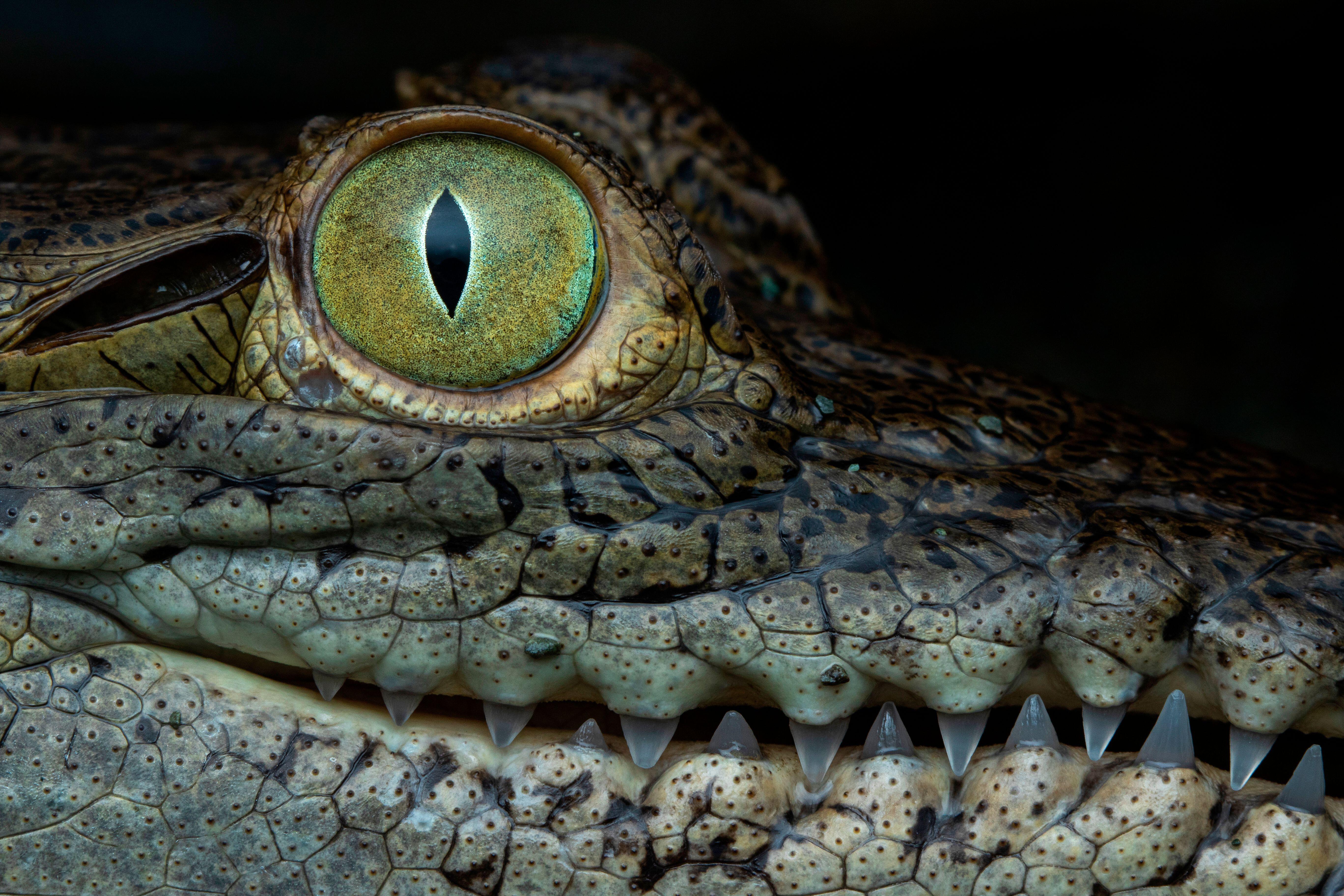 Photo of Crocodile