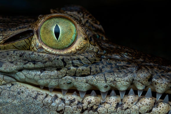Crocodile's 'Virgin Birth' Is a First for Science's History Books